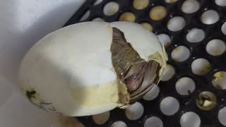 Duck hatches out of egg