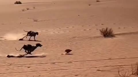 Dogs vs rabbit race fight in desert aera