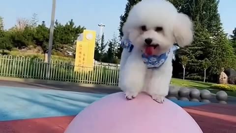 small dog is playing ball.
