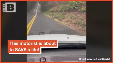 BAMBI LIVES ANOTHER DAY! Passing Motorist Scares Off Cougar