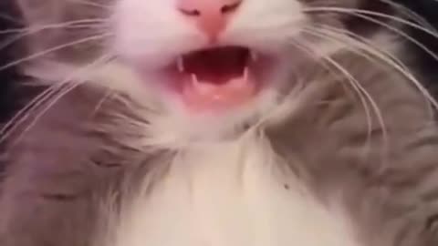 Suprised Cat