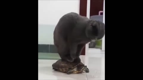 "Funniest Animals: Try Not to Laugh Compilation"