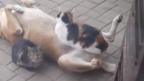 dog and cat funny video