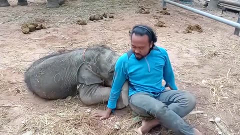 Baby Elephant & Young Man