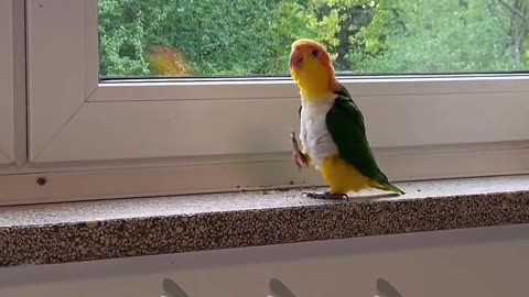 Meet the Viral Parrot Sensation