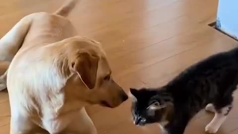 Adorable Kitten & Dog Wrestle!