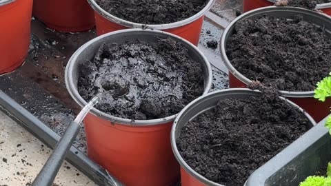 Sowing seeds in the greenhouse #gardening #sowingseeds