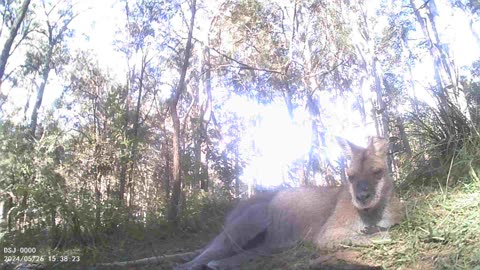 Lingering with a Laying Scooty Roo