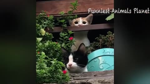 Funny dogs and cats video