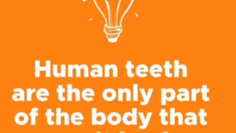 The Fun Fact : Fun Fact About Human Teeth