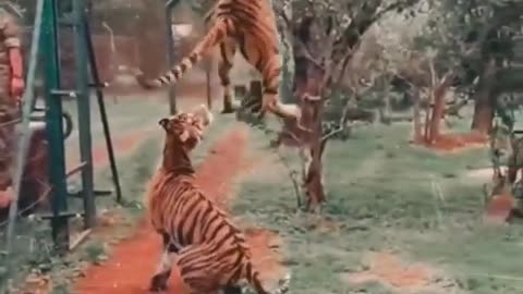 Lions jump on meat