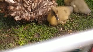 Marcela and her 3 ducklings 🦆🐣🐣🐤