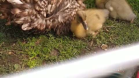 Marcela and her 3 ducklings 🦆🐣🐣🐤