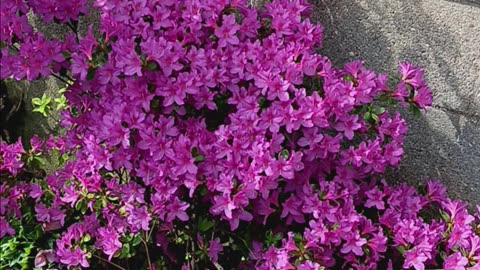 Azaleas backyard