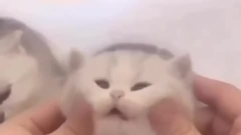 Cat videos cute kittens (720p)