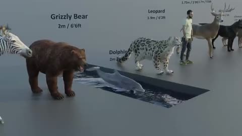 Animal Size Comparison | 3d Animation Comparison | Real Scale Comparison