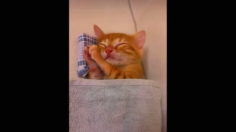 The sweet dream of a kitten