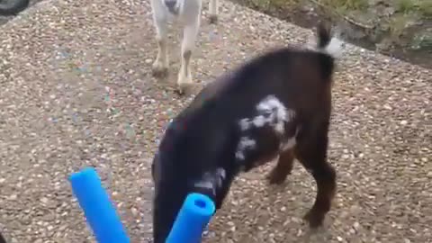 aggressive baby goats have to wear horn noodles to avoid hurting each other