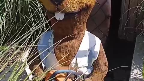 Cute Beaver