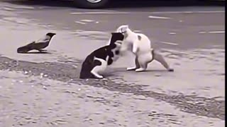 Cuervo y gata y perro pelean contra un gato