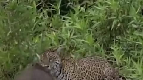 leopard attacks capybara