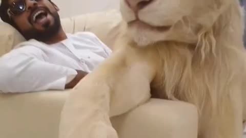 Dubai King Lion