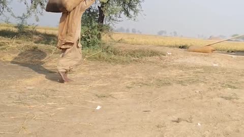 Rice Harvested Looading