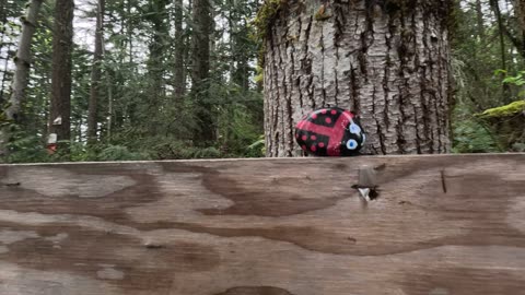 Finding painted rocks on a walk with Harvey and Clyde.