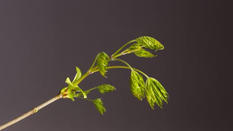 [4K] Time-Lapse_ Bud Sprouts Flower Leaf