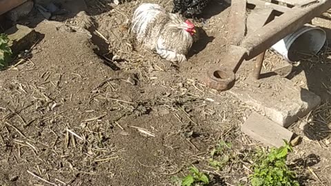 Cute chicken dry shower 🐔😋