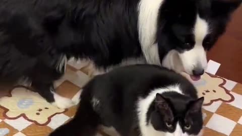 dog and cat that look like twins