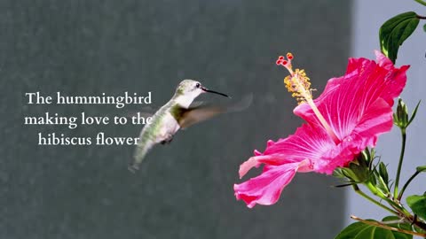 The Hummingbird Dating the Hibiscus Flower