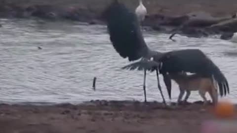 merciless jackal attacks bird mercilessly