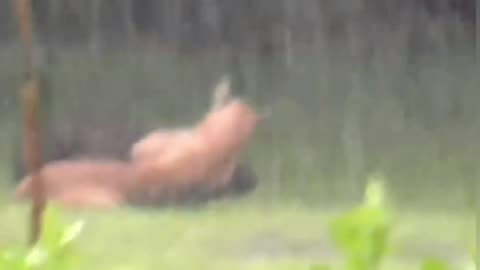 cougar attacks capybara