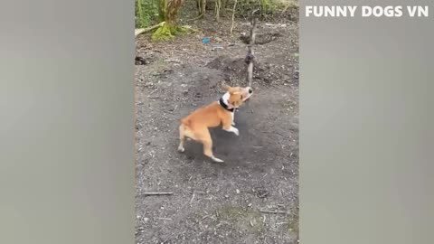 Funny Dogs 😂 Try Not To Laugh Animals 2022 😺😍