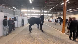 18.2 hand Percheron stallion. He’s 8 years old