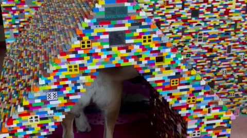Massive Dog House Made With Building Blocks
