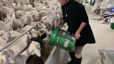 Industrious lady caring for a sheep