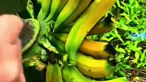 Sharp Agri tool cutting Banana