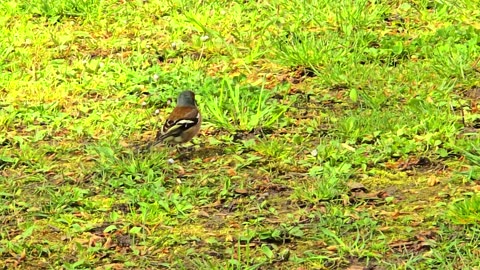 A beautiful red-backed shrike on a meadow in a park / beautiful bird.