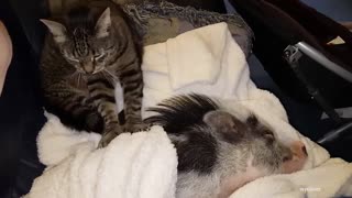 Funny Animal Video - Cute Cat Make Friend With Other Animal