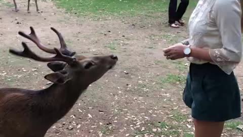 Bowing Deer of Nara, Japan