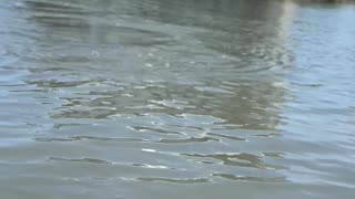 Kayakers Encounter Friendly Manatees