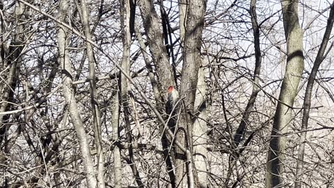 Tracking Red-Bellied Wood Pecker