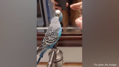 The FUNNIEST Parrots 🤣 Best Compilation 1 #parrots