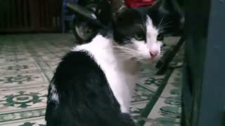 Sharing My Cute Pets Cat and Puppy Dog Funny Moment | Viral Cat