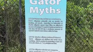 Gator Myths Debunked Courtesy Of Naples Zoo #NaplesZoo #Gator #Alligator #GatorMyths #Naples