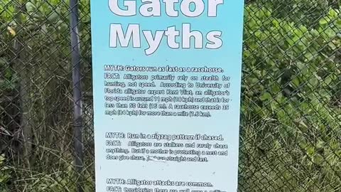 Gator Myths Debunked Courtesy Of Naples Zoo #NaplesZoo #Gator #Alligator #GatorMyths #Naples