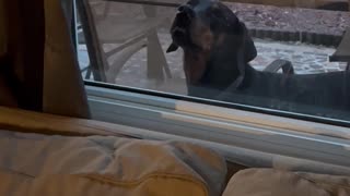 Odd Dog Presses Teeth to Window