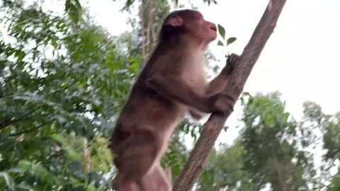 #babymonkeys #Animal #monkeys #animallovers❤️ #cocakamonkey animals #viral #monkey #cute_2